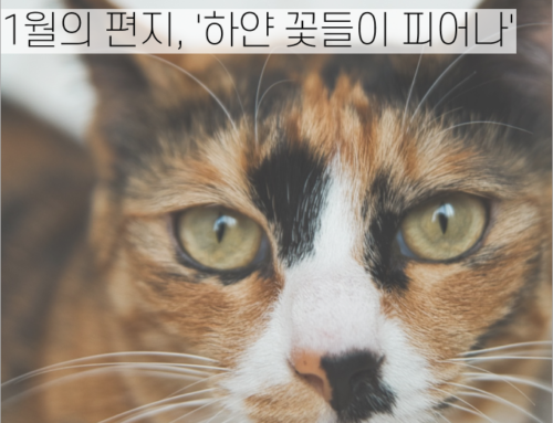 [월간소묘: 레터] 1월의 편지, ‘하얀 꽃들이 피어나’