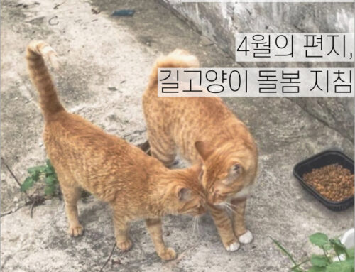 [월간소묘: 레터] 4월의 편지, 길고양이 돌봄 지침